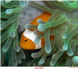 Clownfish in an Aneomne. This was taken with a Nikon Cool... by Chuck Gunn 